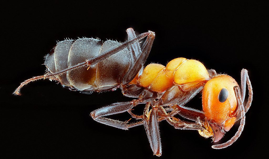 Ant Control service in Wichita, KS
