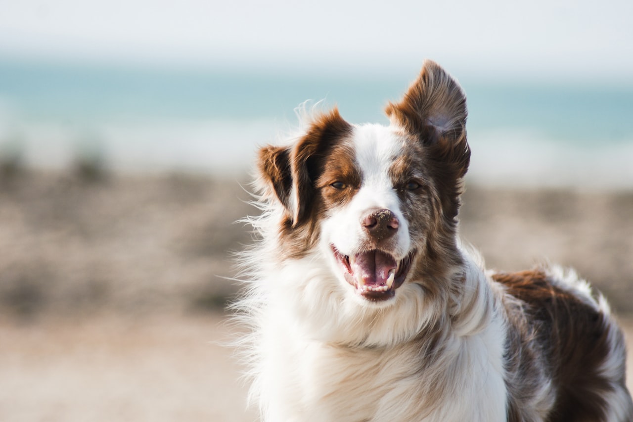 Flea & Tick Control service in Wichita, KS