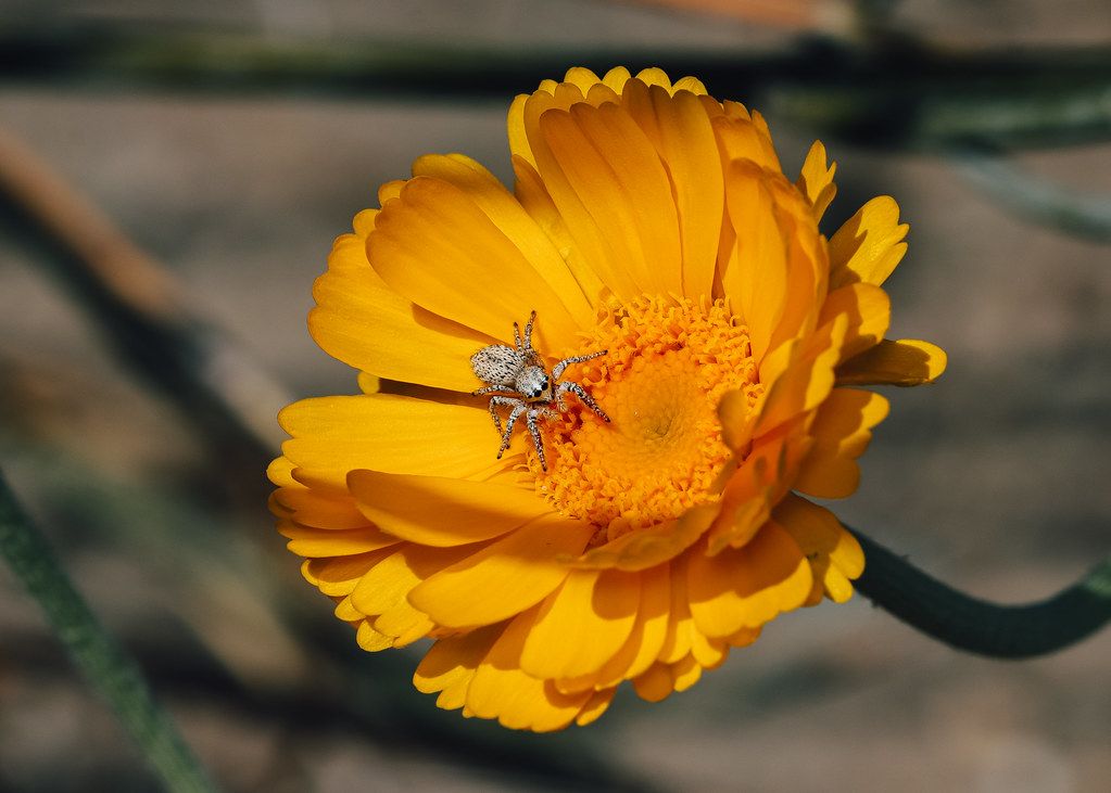 Spider Control service in Wichita, KS